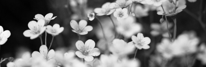 Gärtnerei Enge Erwitte