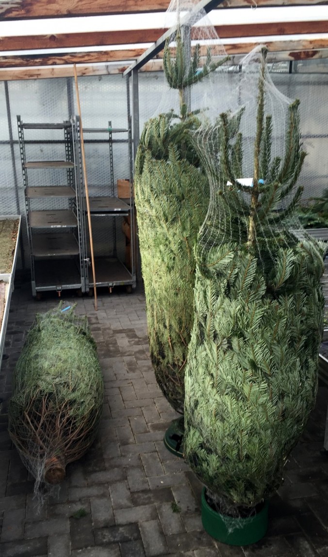 Weihnachtsbäume6