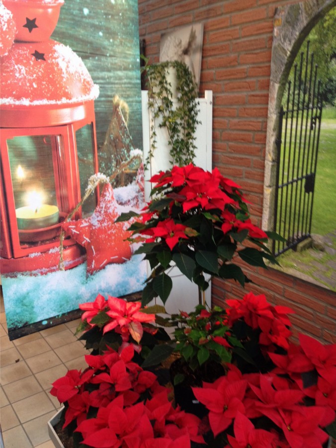 Weihnachtsstern_Weihnachtssterne_Advent_Erwitte_Gärtnerei_Enge