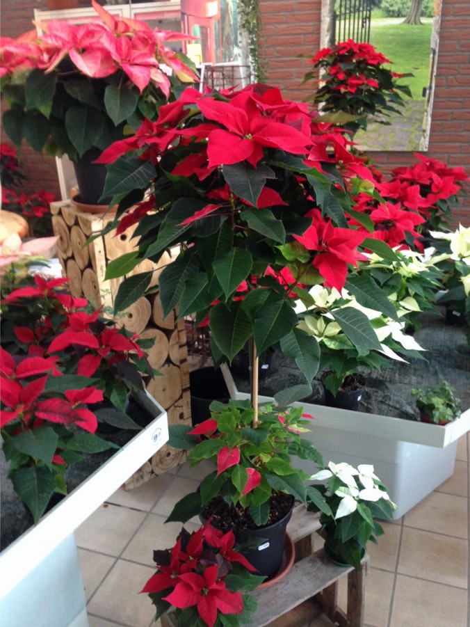 Weihnachtsstern_Weihnachtssterne_Advent_Erwitte_Gärtnerei_Enge6