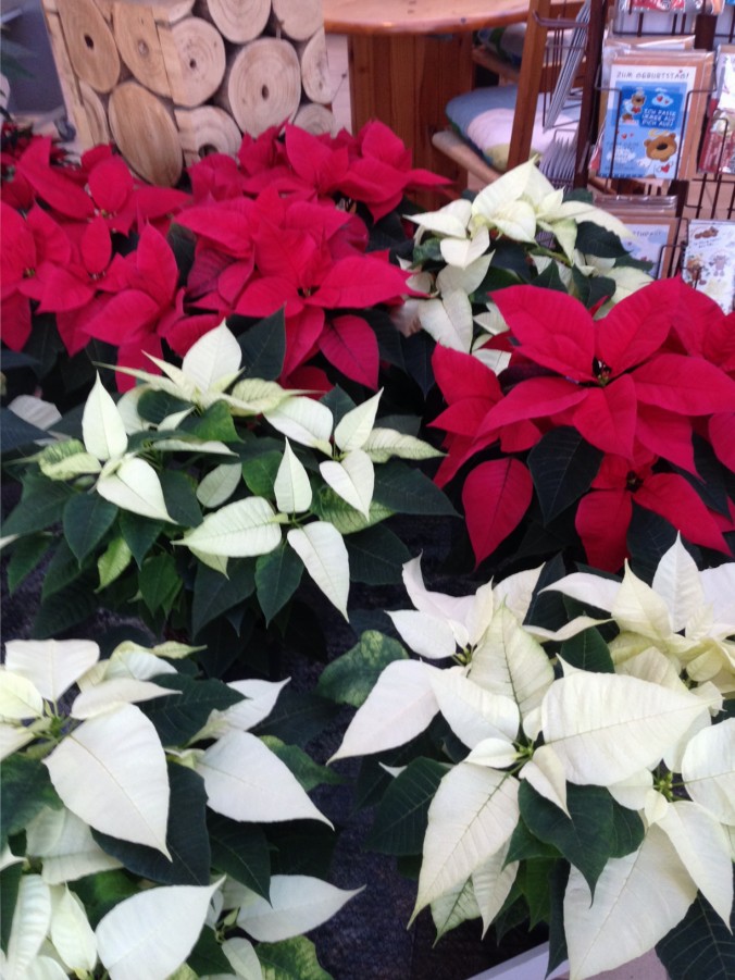 Weihnachtsstern_Weihnachtssterne_Advent_Erwitte_Gärtnerei_Enge5