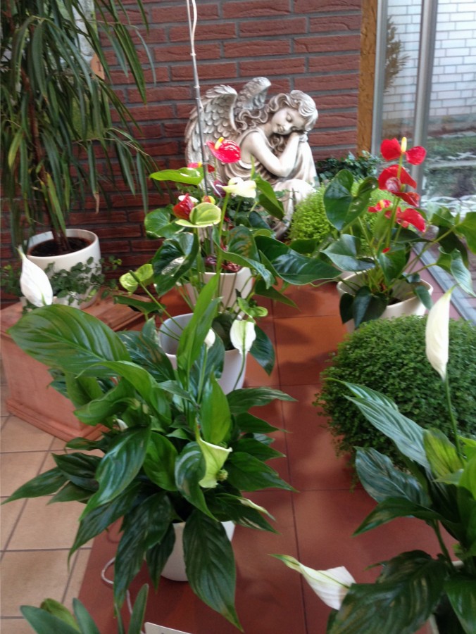 Weihnachtsstern_Weihnachtssterne_Advent_Erwitte_Gärtnerei_Enge3