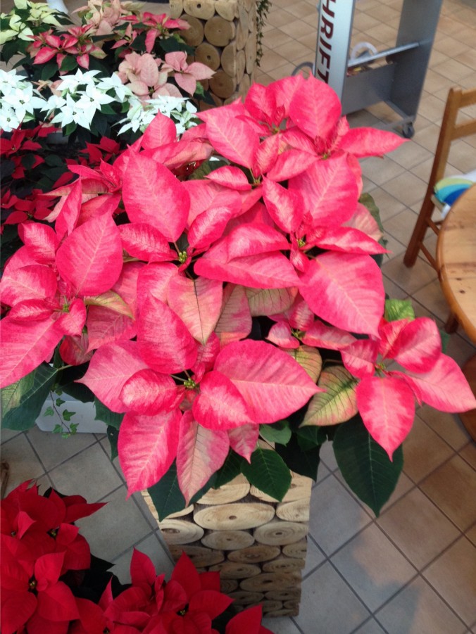 Weihnachtsstern_Weihnachtssterne_Advent_Erwitte_Gärtnerei_Enge2