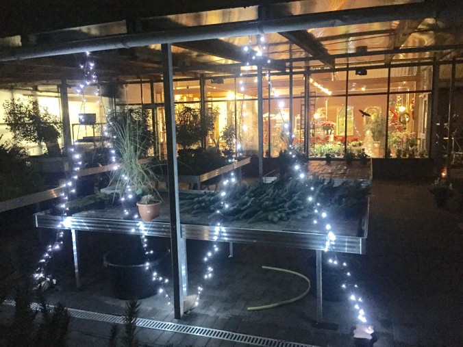 Weihnachtsbaum_Weihnachsbäume_Erwitte_8