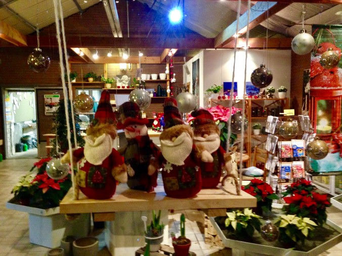 Weihnachtsbaum_Weihnachsbäume_Erwitte_7