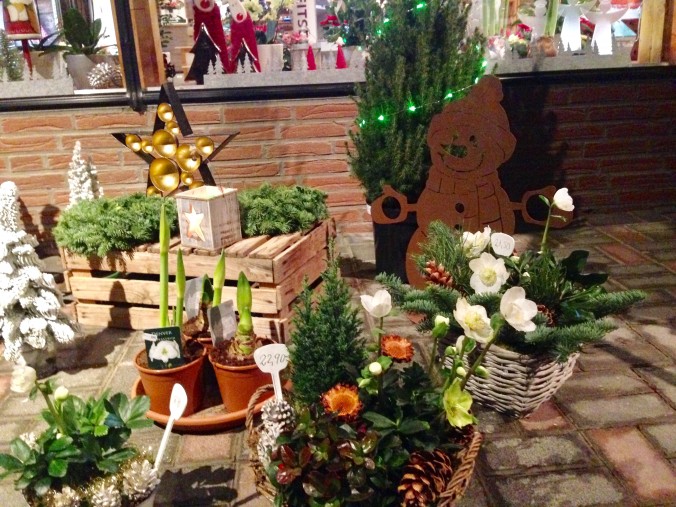 Weihnachtsbaum_Weihnachsbäume_Erwitte_5