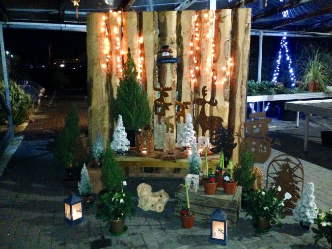 Weihnachtsbaum_Weihnachsbäume_Erwitte_3