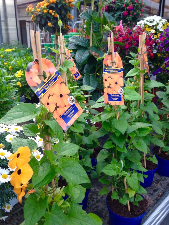 Dauerblüher_Sommer_Enge_Gärtnerei_2017_Erwitte_Trends