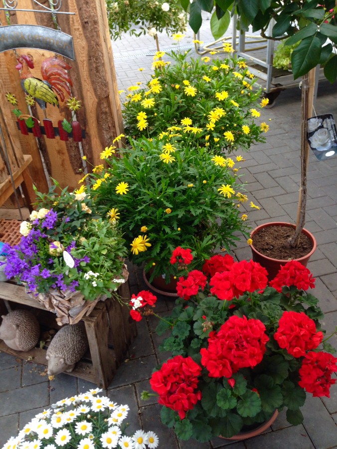 Geranien_Sommer_Enge_Gärtnerei_2017_Erwitte_Trends