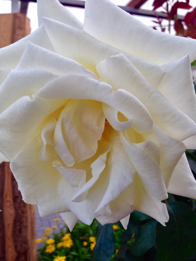 Rose_Sommer_Enge_Gärtnerei_2017_Erwitte_Trends