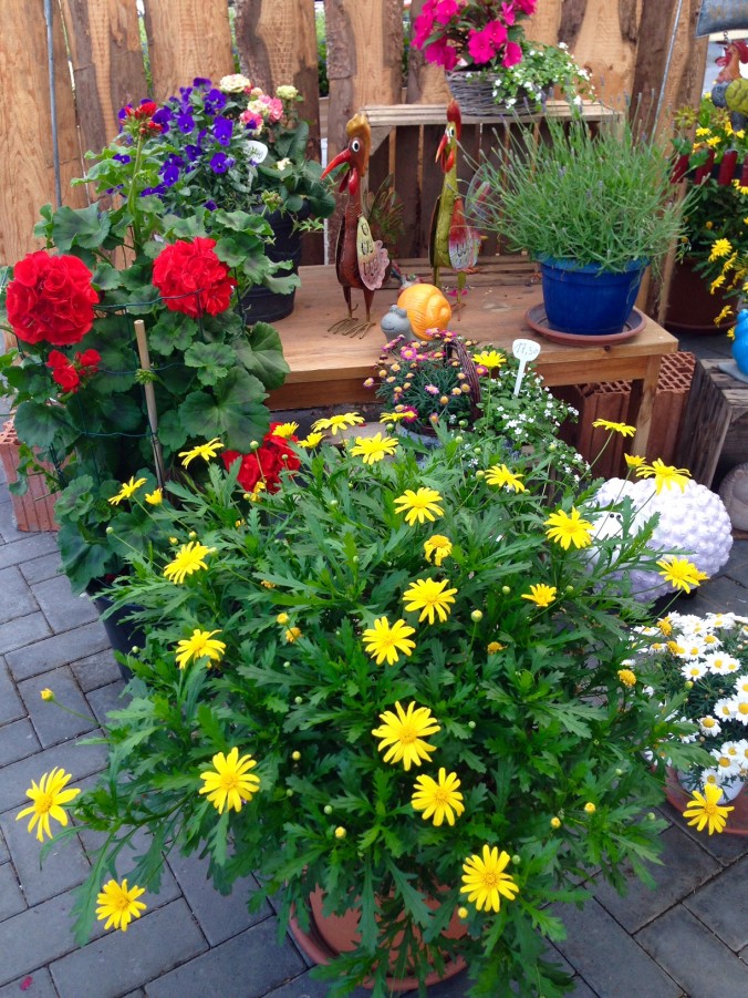 Sommer_Sommer_Enge_Gärtnerei_2017_Erwitte_Trends