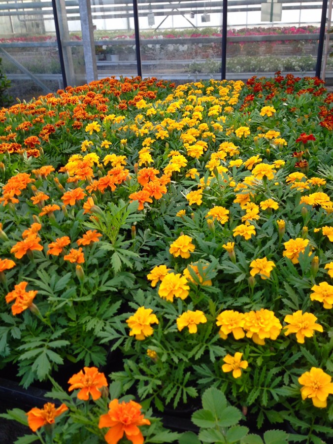 Sommerblumen_Sommer_Enge_Gärtnerei_2017_Erwitte_Trends