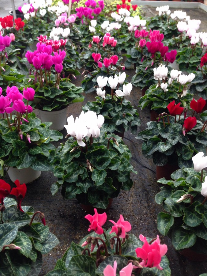 Herbst_in Ihrer_Gärtnerei_herbstliches_Erwitte_Gaertnerei_Enge_September_Oktober_2017_Dekoration_Herbstpflanzen_11