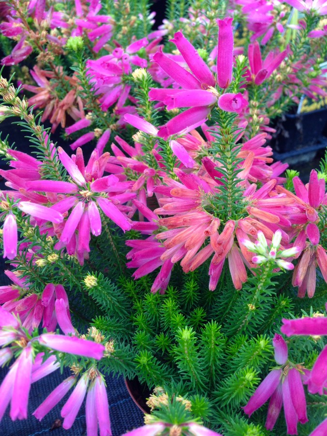 Herbst_in Ihrer_Gärtnerei_herbstliches_Erwitte_Gaertnerei_Enge_September_Oktober_2017_Dekoration_Herbstpflanzen_16