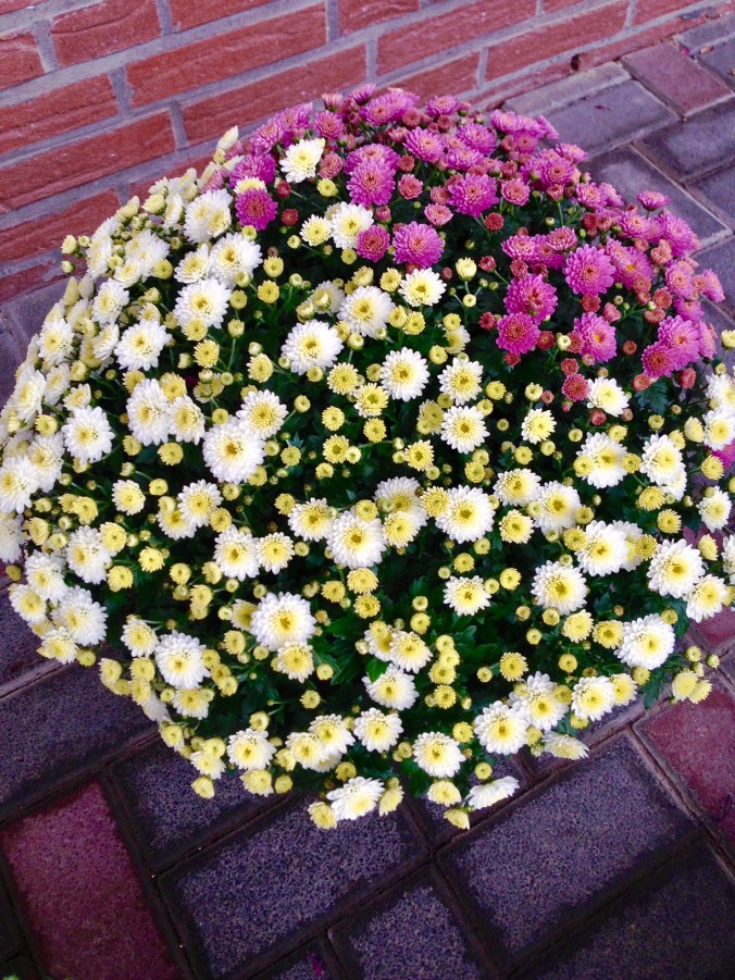 Herbst_in Ihrer_Gärtnerei_herbstliches_Erwitte_Gaertnerei_Enge_September_Oktober_2017_Dekoration_Herbstpflanzen_2