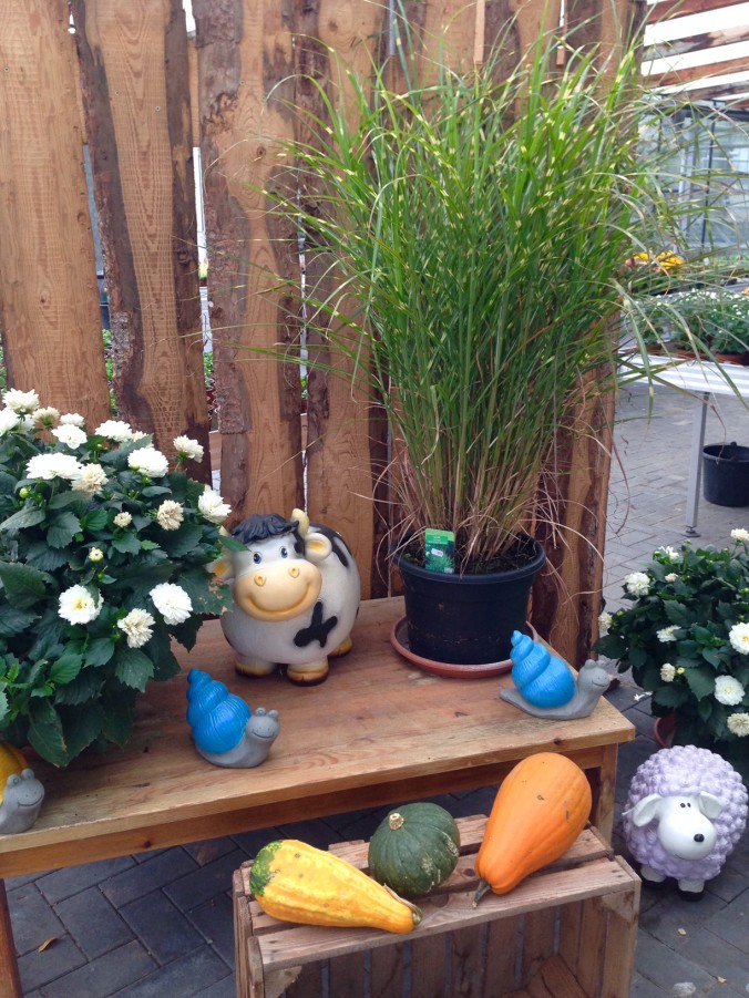 Herbst_in Ihrer_Gärtnerei_herbstliches_Erwitte_Gaertnerei_Enge_September_Oktober_2017_Dekoration_Herbstpflanzen_7