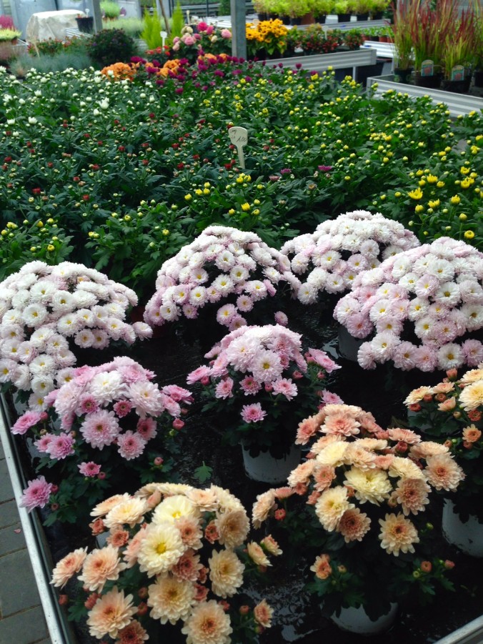 Herbst_in Ihrer_Gärtnerei_herbstliches_Erwitte_Gaertnerei_Enge_September_Oktober_2017_Dekoration_Herbstpflanzen_8