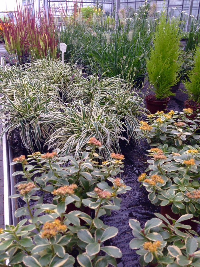 Herbst_in Ihrer_Gärtnerei_herbstliches_Erwitte_Gaertnerei_Enge_September_Oktober_2017_Dekoration_Herbstpflanzen_9